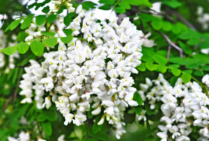 Fiore di Robinia